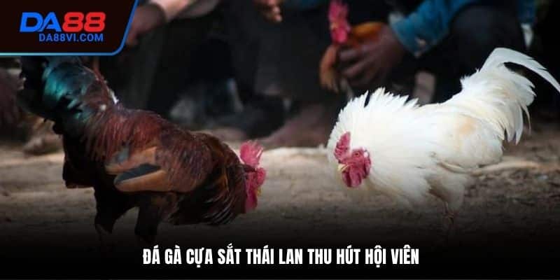 Các hình thức đá gà cựa sắt phổ biến