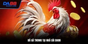Đá Gà Thomo